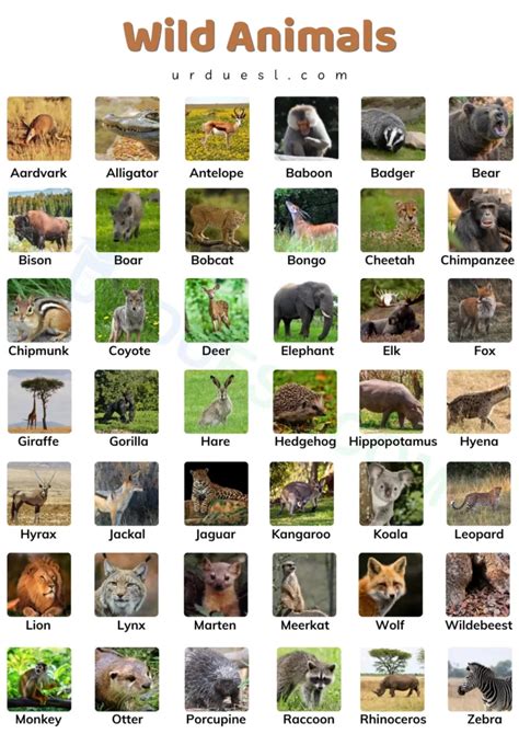 75+ Wild Animals Names In English With Pictures and Download Pdf