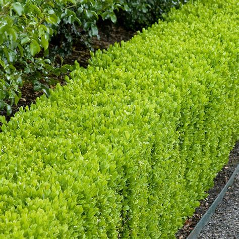 Dwarf English Boxwood - Fine Gardening