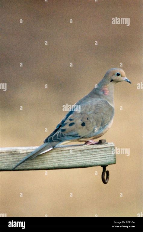 Mourning Dove Zenaida Macroura Stock Photo Alamy