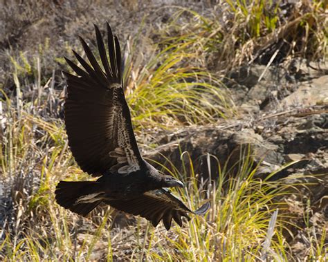 Condor Ventana Wildlife Society