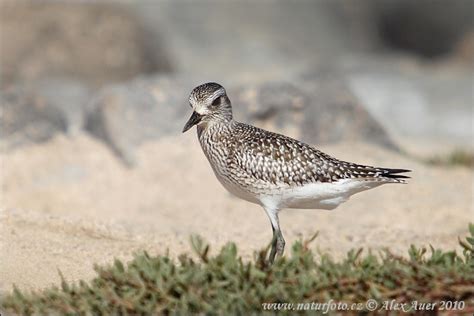 Black Bellied Plover Photos Black Bellied Plover Images Nature