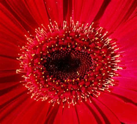 Red Explosion A Picture Of A Flower With Varying Shades Of James