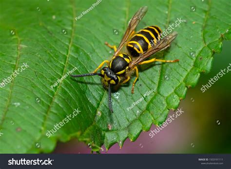 9,932 Yellow Jackets Insect Images, Stock Photos, 3D objects, & Vectors ...