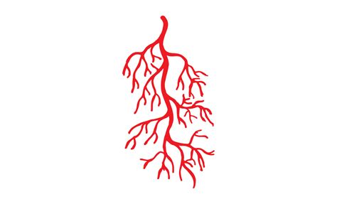 Human Veins and Arteries Illustration 12827997 Vector Art at Vecteezy