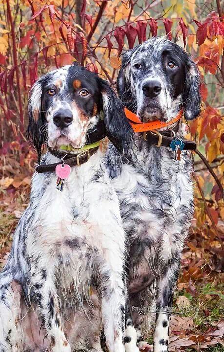 Ryman Line Of English Setters English Setter Dogs Beautiful Dogs