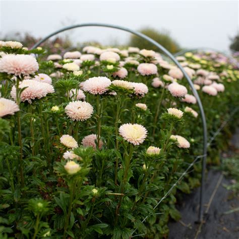 China Aster Lady Coral Chamois – Floret Flower Farm