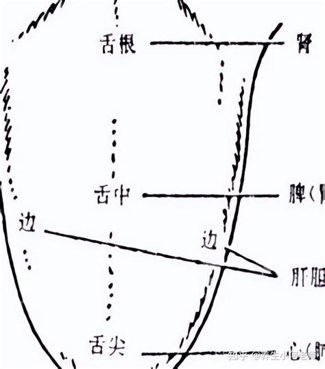 为什么中医看病都要看舌头？中医专家讲解：舌头是健康的“放大镜” 知乎