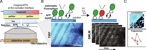 Nanoscopy Of Single Antifreeze Proteins Reveals That Reversible Ice