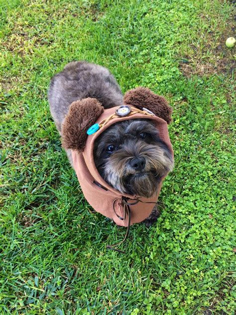 diy dog halloween costumes 3