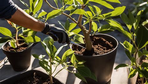 How To Prune Avocado Tree