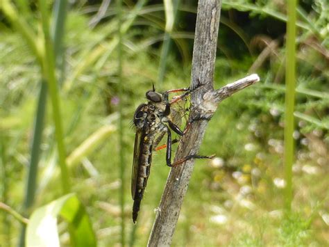 Neoitamus Melanopogon With Stenotus Binotatus Prey Flickr