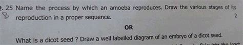 Name The Process By Which An Amoeba Reproduces Draw The Various Stages Of Its Reproduction In A