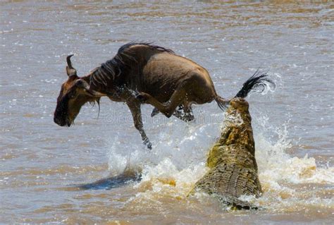 Crocodile Attack Wildebeest In The Mara River Great Migration Kenya