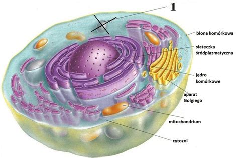 Wykres Biologia Quizlet