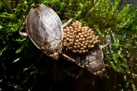 Giant Water Bug The Most Extreme Wiki Fandom