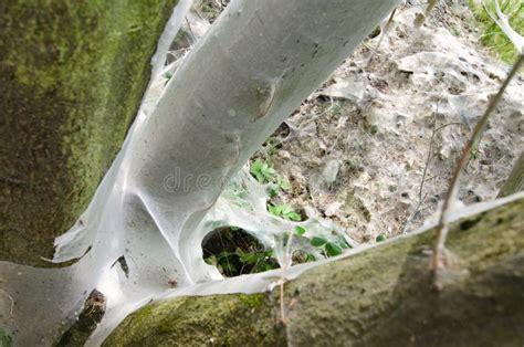 Bird Cherry Ermine Yponomeuta Evonymella Stock Photo Image Of Tree