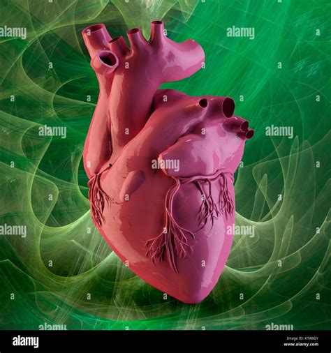 célula Descifrar Tesauro cuales son las arterias del corazon humano Haz