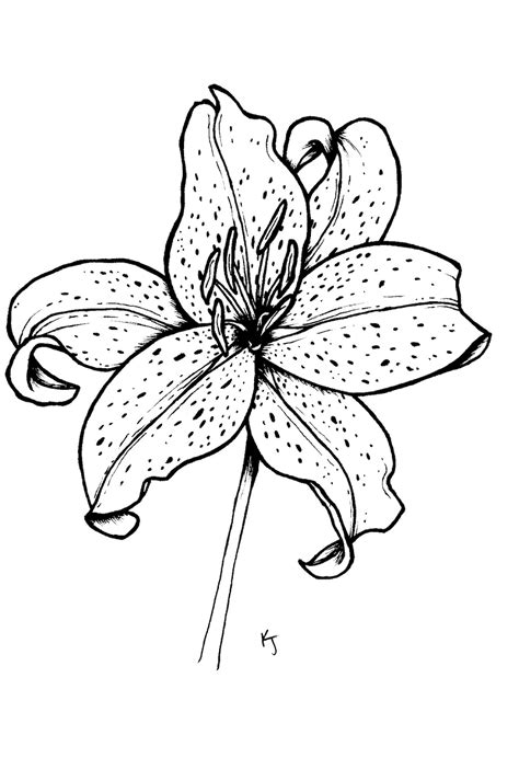 Black And White Lily Flower Drawing Etsy