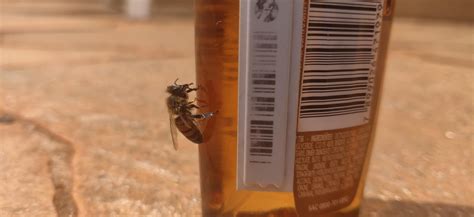Hey i saved this guy from my pool there are a bunch of these bees