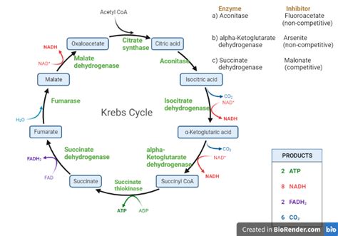 Krebs Cycle Citric Acid Cycle TCA Cycle Definition Steps