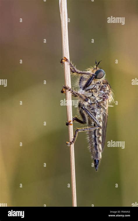 Downland Robberfly Hi Res Stock Photography And Images Alamy