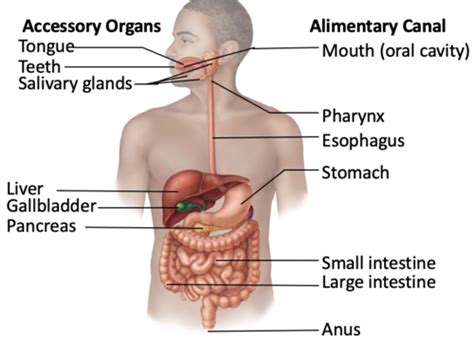 Chapter 23 Digestive System Flashcards Quizlet