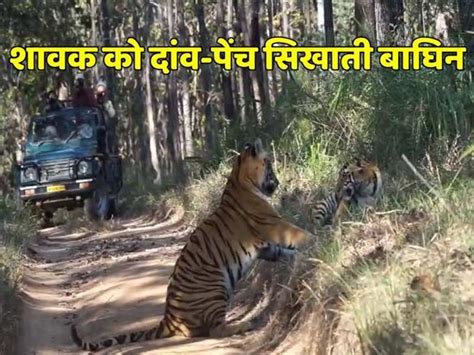 Tigress Taught The Tricks Of Hunting To Cubs At Satpura Tiger Reserve Satpura Tiger Reserve में