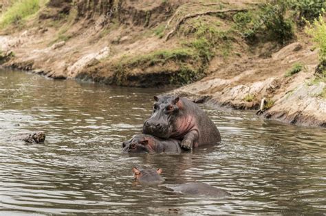 Hippos mating in river, Serengeti, Tanzania, Africa — Stock Photo ...