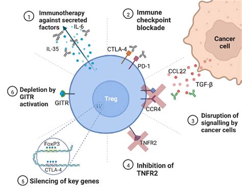 Potential Targets For Anti Treg Therapy 1 Immunotherapy Against