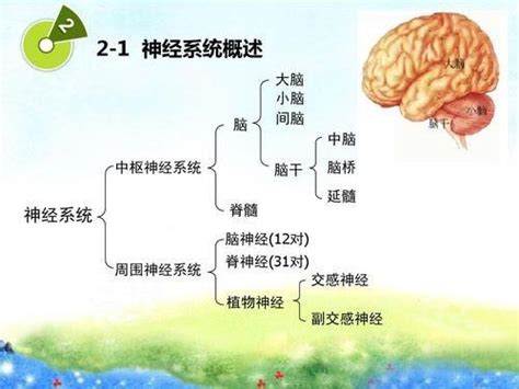 小儿神经系统发育特点 知乎