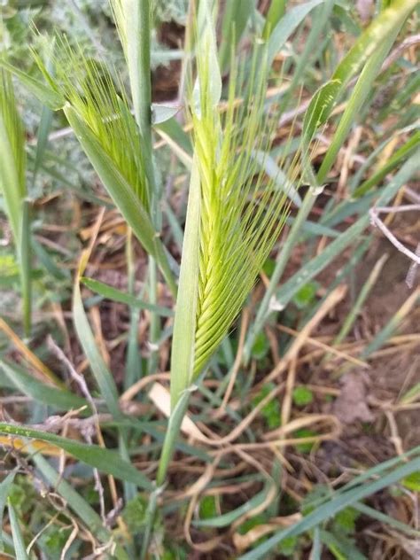 Hordeum Murinum L Cebadilla Silvestre World Flora Pl Ntnet Identify