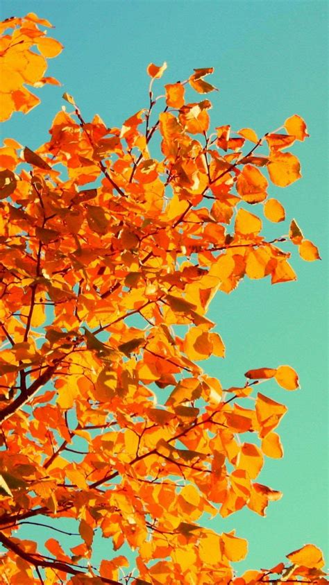 iPhone 6 Autumn Wallpaper - WallpaperSafari