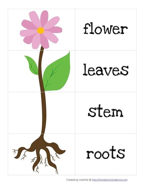 Free Printable Parts Of A Flower Worksheets