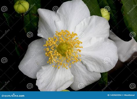 Bush Anemone Carpenteria Californica California Native Shrub Stock