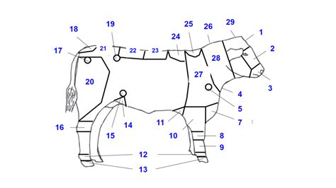 Cattle Anatomy - Lab Practical 2 Diagram | Quizlet