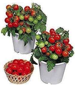 Amazon Fun And Grow Seeds Seeds Red Indoor Dwarf Tomato