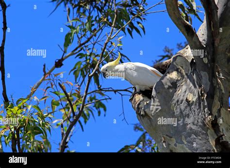 Sulfur Crested Cockatoo Adult On Tree At Breeding Burrow Murramarang