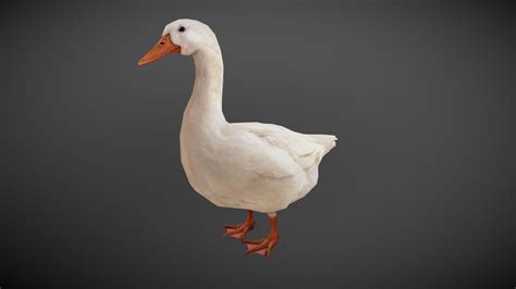 Duck Animated Buy Royalty Free 3d Model By Bilal Creation Production