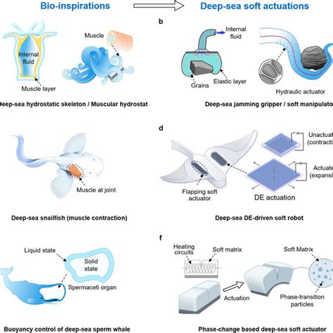 PDF Bioinspired Soft Robots For Deep Sea Exploration