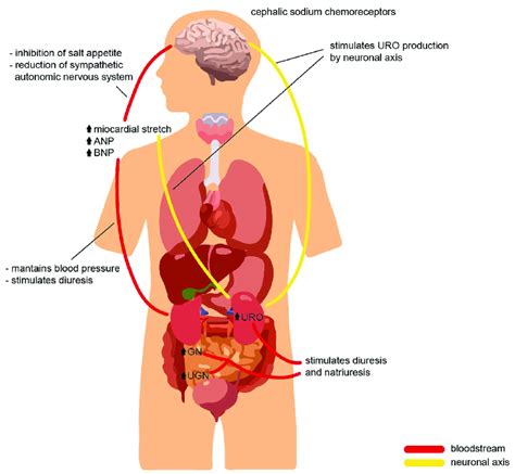 Cross-talk of the natriuretic peptide family during volume overload,... | Download Scientific ...