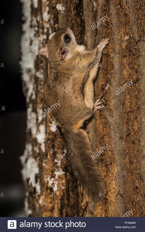 Southern Flying Squirrel Glaucomys Volans Aka Assapan Clinging To An