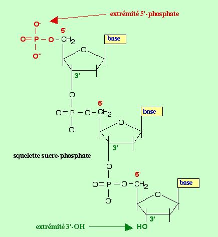 Les Bases De La Biologie Mol Culaire Notion De S Quence