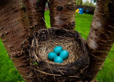 What Bird Lays Blue Eggs And Whats The Reason Behind It