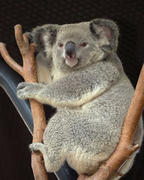 San Diego Zoo: Have An Adorable Adventure With Koalas At SoCal Zoo