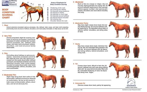 Body Condition Scoring Chart