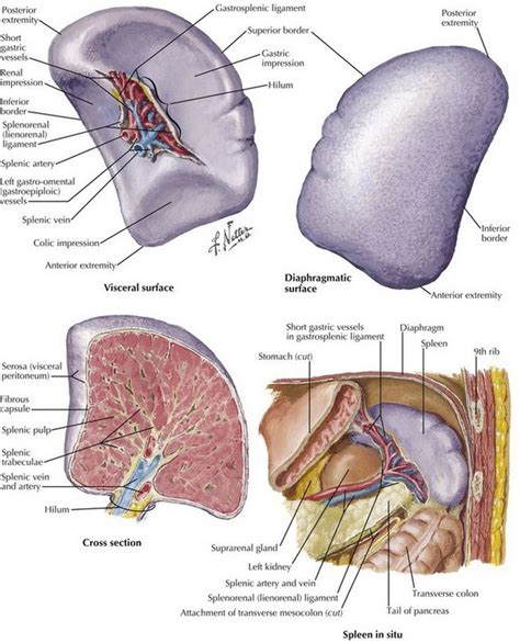 splenectomy basicmedical key