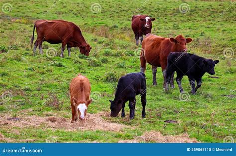 Simmental Is One Of The Oldest And Most Recognized Cattle Breeds Stock ...