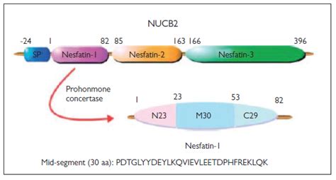 Regulatory Peptide Nesfatin 1 And Its Relationship With Metabolic Syndrome