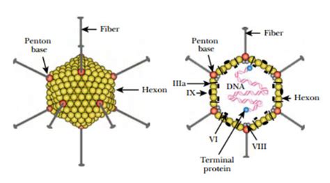 Adenovirus Vectors In Gene Therapy|Adenovirus genome