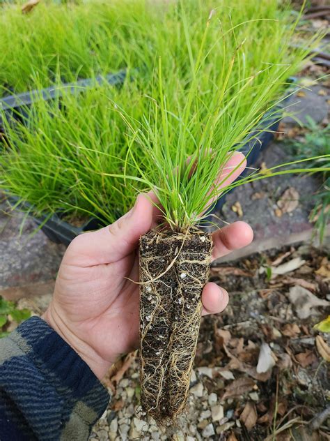 Carex Rosea Curly Styled Wood Sedge Natural Communities Llc